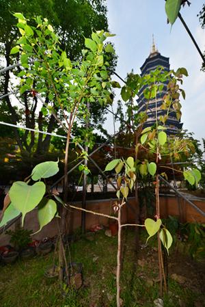 李居士七年前送给天宁寺的2棵菩提树现已长到2.6米高